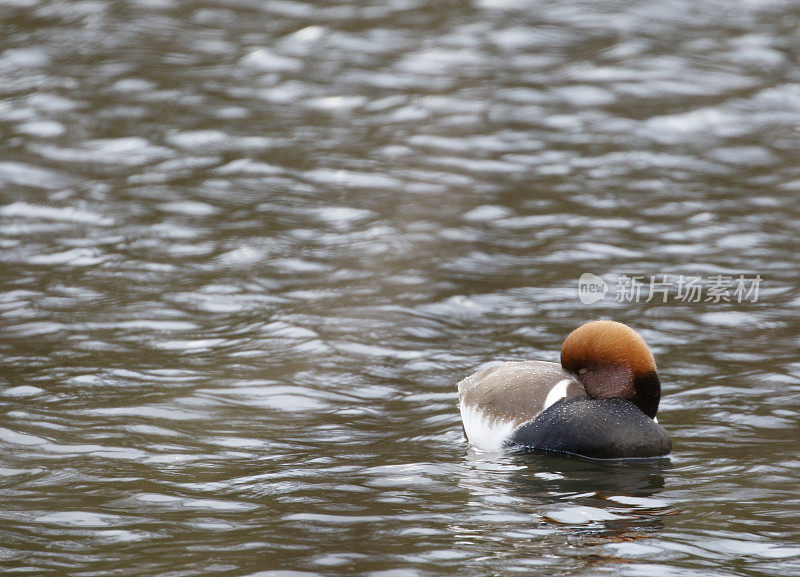 红冠鸭(Netta rufina)雄性